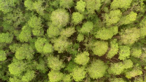 Aerial-overhead-view-of-a-green-forest-of-Pines-in-Florida