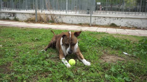 American-Staffordshire-Terrier-resting-on-grass-with-tennis-ball-at-feet