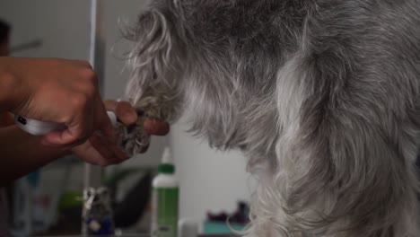 Dog-groomer-uses-nail-grinder-on-small-dog,-close-up