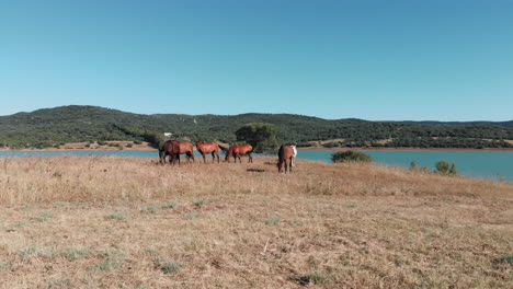 Wild-mediterranean-horses-grazing-gracefully-at-Wakana-lake-in-Cádiz,-Spain---Aerial-Low-angle-fast-slide-shot
