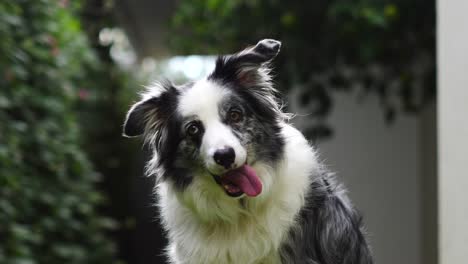 4K-Cute-smiling-boarder-collie-blue-merle-sitting-confused-slow-motion