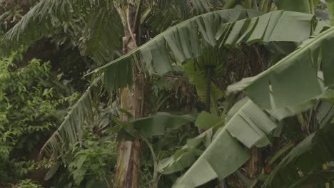 Bananen-Wachsen-Im-Dschungel,-Wenn-Jemand-Es-Nicht-Wüsste