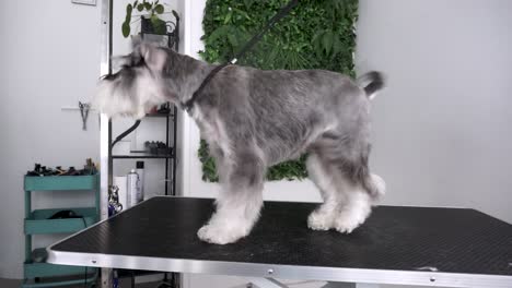 Miniature-Schnauzer-dog-shakes-off-on-table-after-being-groomed,-slow-motion