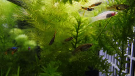 Wide-angle-slow-motion-handheld,-of-an-aquarium-with-plants-like-Ceratophyllum,-Elodea-Canadensis,-in-the-background-and-swimming-Poecilia-reticulata-fish-in-the-foreground
