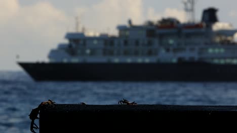 Crab-Schaut-Auf-Das-Kreuzfahrtschiff,-Das-Bereit-Ist,-Eine-Weitere-Erstaunliche-Reise-Zu-Beginnen