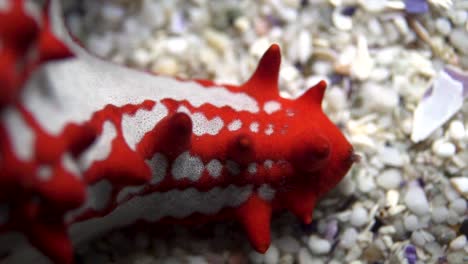 Still-shot-of-a-Red-Knob-starfish's-arm-on-top-of-small-broken-shells