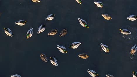 Drone-aerial-view-of-ducks