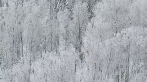 Frostiger-Wald