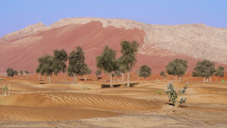 Bäume-Mit-Fossilem-Berg-Im-Hintergrund-In-Der-Trockenen-Wüste-In-Sharjah,-Vereinigte-Arabische-Emirate