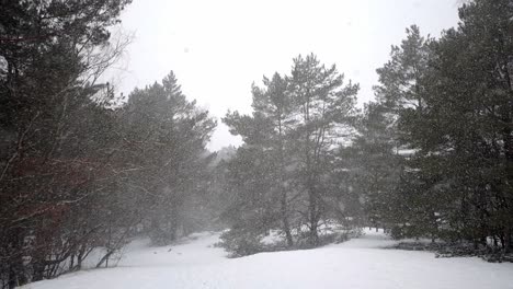 snowing-heavily-in-a-forest,-everything-covered-with-snow-winter-magic