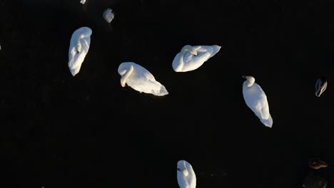 Drone-aerial-view-of-swans