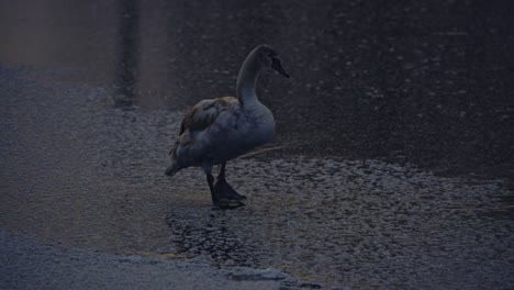duck-walking-at-frozen-lake,-wildlife-at-cold-winter