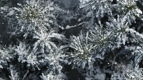 Top-down-view-of-snowy-forest