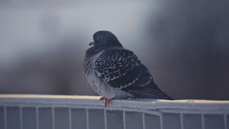 close-up-of-a-pigeon-standing-on-a-rail-,-background-out-of-focus,-portrait-shot