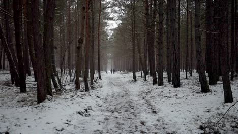 snowing-in-a-forest-with-tall-dense-trees-and-two-people-walking-in-snowed-path-in-forest,-moody-mystery-cinematic-shot