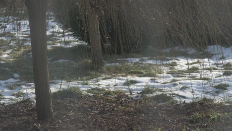 Spatzen-Im-Gras-Während-Der-Winterzeit