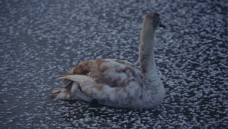 close-up-wild-duck-sitting-at-frozen-lake,-snowflakes-around-,amazing-winter-nature