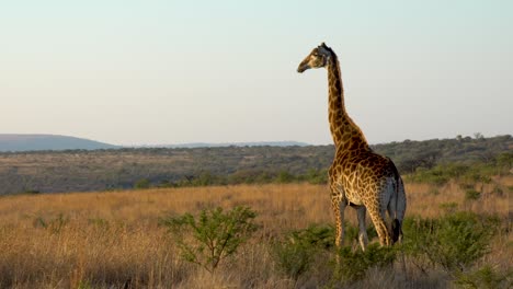Giraffe-standing-in-African-grasslands