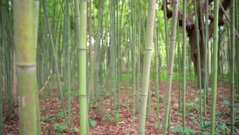 Bosque-De-Bambú-Verde-Con-Un-Viejo-Roble-En-Medio-Del-Claro,-Mensajes-De-Amor-Tallados-En-La-Madera
