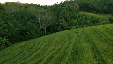 Luftaufnahme-Von-Jungen-Reispflanzen,-Die-Auf-Reisterrassen-In-Bali,-Indonesien,-Wachsen