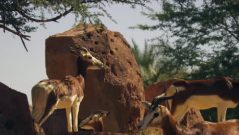 Eine-Stetige-Zoomaufnahme-Eines-Oryx,-Der-In-Einer-Wüste-Steht