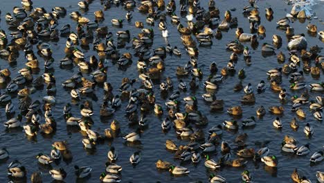 Drone-aerial-view-of-ducks.-Winter-season