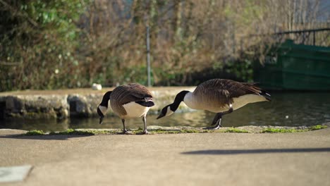 Two-wild-geese-eating-grass-in-slow-motion-by-the-canal-in-London-city,-during-mating-season-on-a-bright-spring-sunny-day