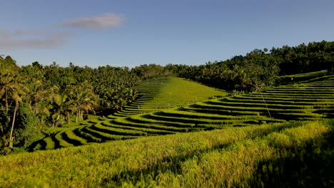 Drone-Fly-Over-The-Famous-Rice-Terraces-In-Ubud-Bali,-Indonesia-During-Sunset