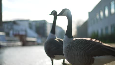 Two-wild-geese-standing-in-peace-by-the-canal-in-London-city,-goose-couple-during-mating-season,-on-a-spring-bright-sunny-day,-in-slow-motion