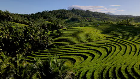 Breathtaking-Nature-Landscape-With-Rice-Terraces-During-Sunrise-In-Bali,-Indonesia