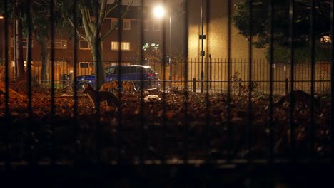 Family-of-wild-foxes-looking-chasing-for-food-in-London-at-night,-in-a-park-filled-with-brown-leaves,-nature-and-animals-taking-over-in-a-big-city-during-the-Covid-19-coronavirus-pandemic-lockdown