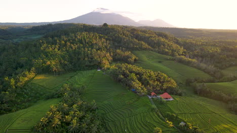 Malerischer-Blick-Auf-Reisfelder-Mit-Bergen-Im-Hintergrund-In-Bali,-Indonesien---Luftaufnahme