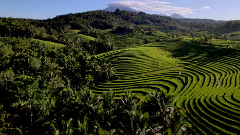 Wondrous-Landscape-Of-Rice-Field-Terraces-In-Bali,-Indonesia