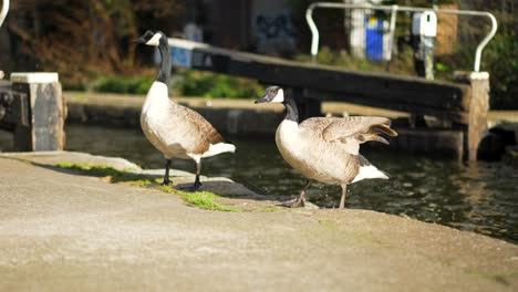 Two-wild-geese-jumping-off-the-water-in-slow-motion-of-a-canal-in-London-city,-flapping-wings,-during-mating-season-on-a-bright-spring-sunny-day