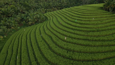 Beautiful-Rice-Field-In-Bali,-Indonesia---aerial-drone-shot