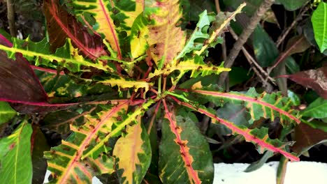 Blattschneiderameisen-Zerlegen-Eine-Bunte-Pflanze-In-Costa-Rica---Nahaufnahme