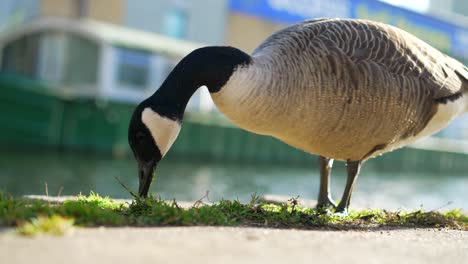 A-wild-goose-eating-grass-in-slow-motion-by-the-canal-in-London-city,-on-a-bright-spring-sunny-day