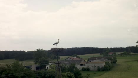 Polish-stork-in-the-village-lands-in-the-nest