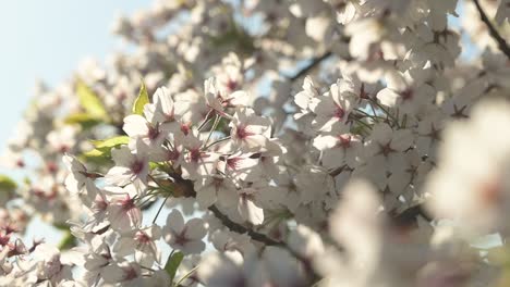 Slow-motion-view-of-cherry-blossoms-on-sunny-spring-morning