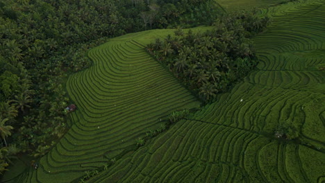 Bird's-Eye-View-Of-Green-Terraced-Rice-Fields-In-Bali,-Indonesia