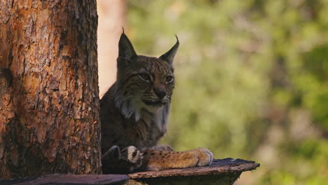 slowmotion-of-a-Eurasian-lynx-staring-around-while-seated-behind-trunk-tree