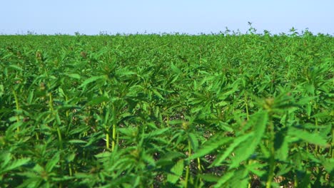 Thickets-Of-Industrial-Hemp-At-Vast-Plantation-During-Daytime