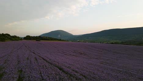 Purple-Phacelia-field-with-mountains-in-background