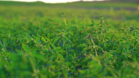 Legal-Hemp-Field-Or-Plantation---Close-up-View-On-Hemp-Plants-Which-Can-Be-Used-In-Various-Ways---selective-focus