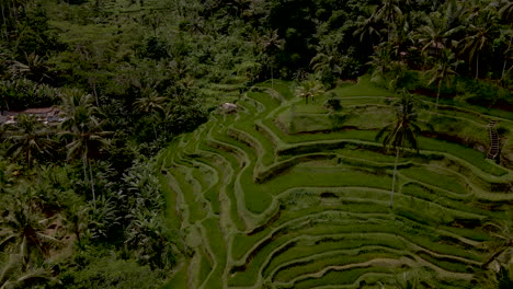 High-angle-drone-view-of-rice-terraces-in-beautiful-green-landscape