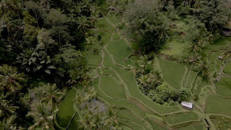 High-angle-view-of-rice-fields-in-lush-landscape-of-Bali