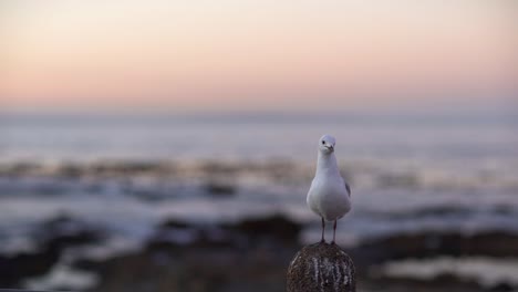 slow-motion-shot-of-a-Seagull-standing-on-a-pillar-and-flying-away-as-another-chases-it-off