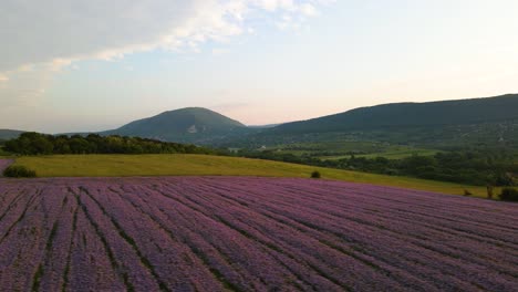 Colorful-summer-landscape-with-blooming-phacelia-field,-green-meadows-and-forest-covered-mountainside