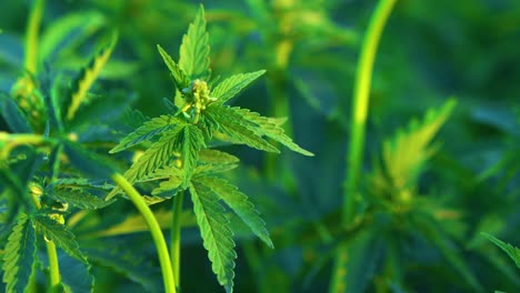 Nahaufnahme-Der-Knospen-Einer-Cannabispflanze