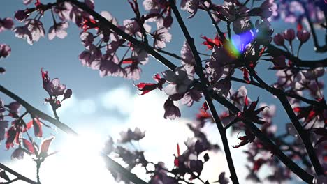 Slow-motion-of-cherry-tree-blossoms